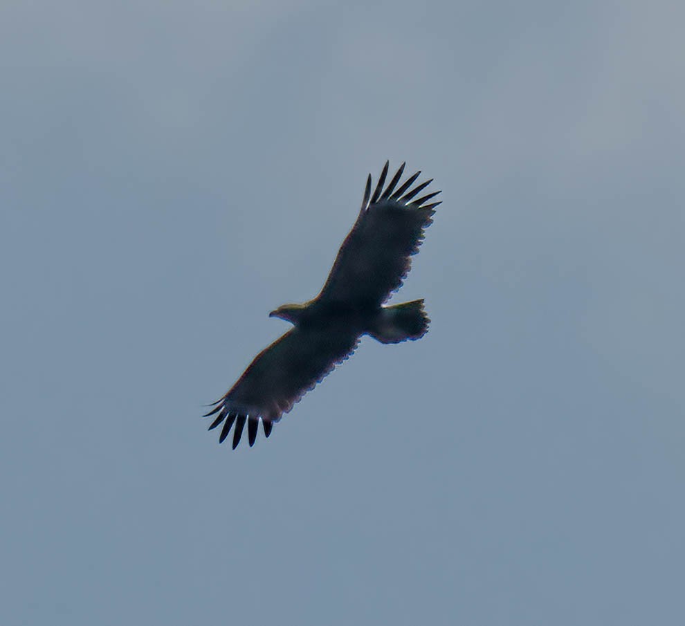 Aquila sp. - ML644150376