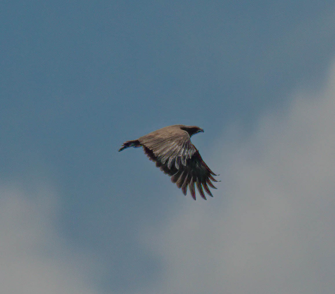Aquila sp. - ML644150377
