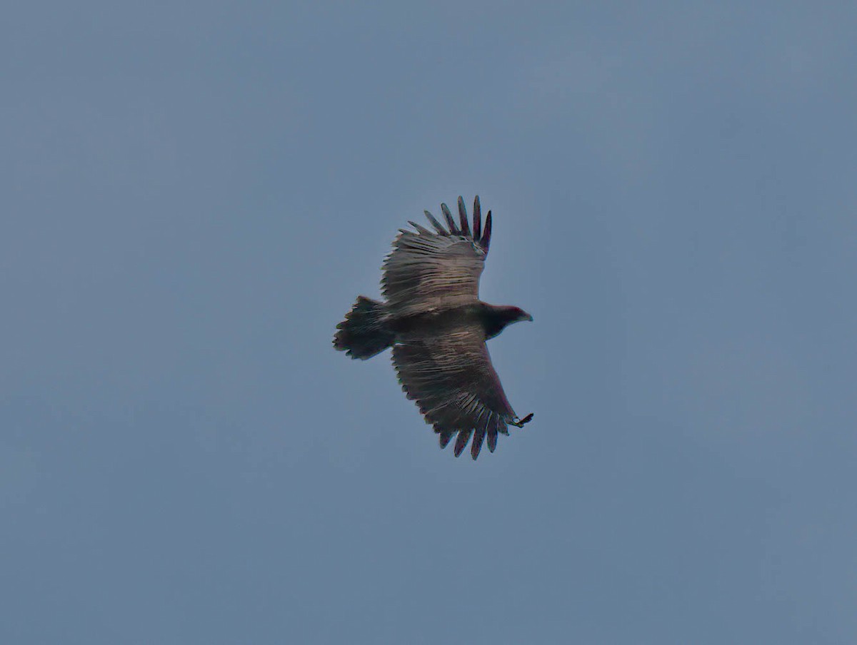 Aquila sp. - ML644150378