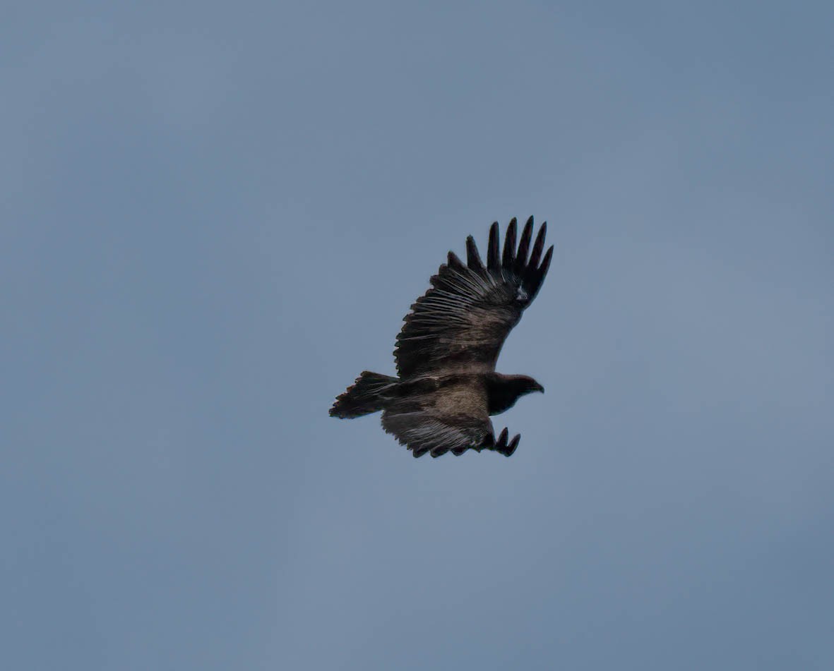 Aquila sp. - ML644150379