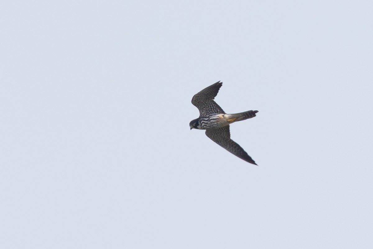 Eurasian Hobby - ML644150406