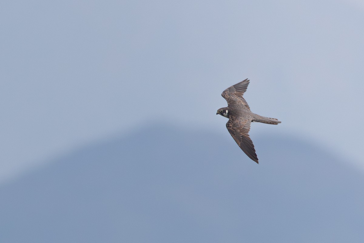 Eurasian Hobby - ML644150411