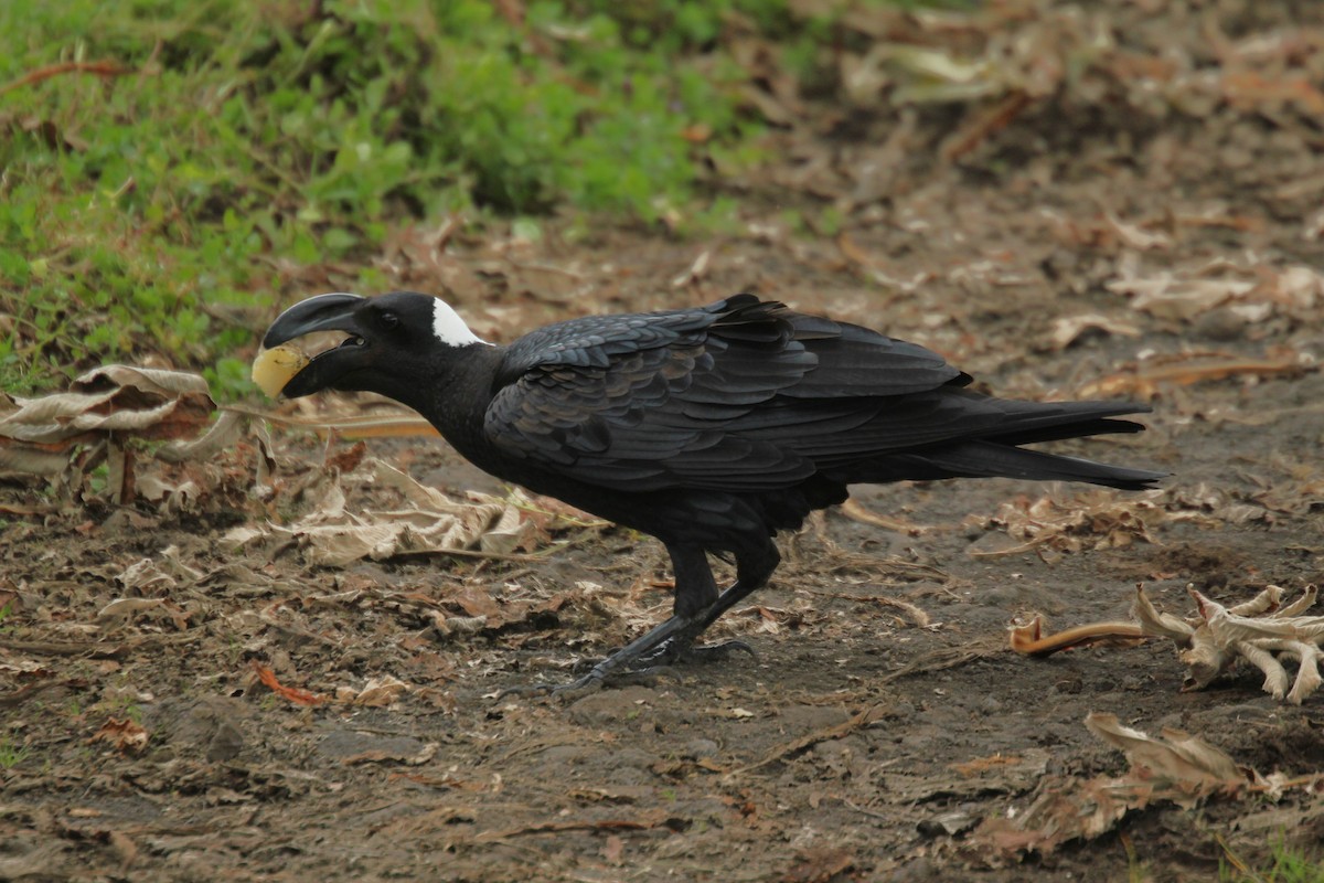 Толстоклювый ворон - ML644150430