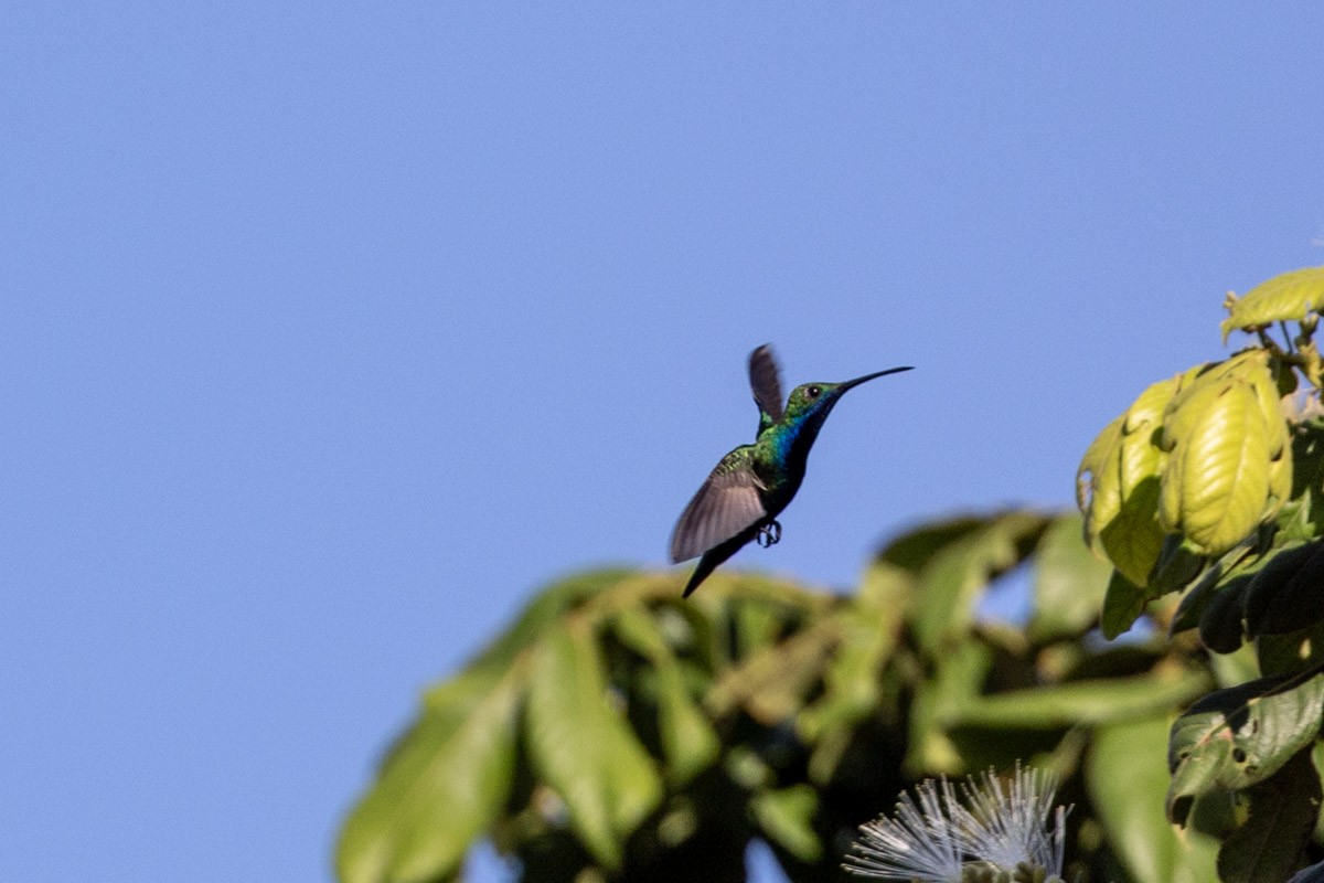 Black-throated Mango (Black-throated) - ML644150432