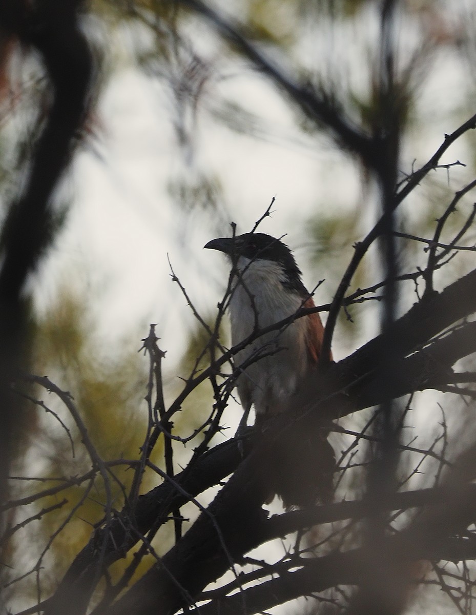 Burchell's Coucal - ML644150485