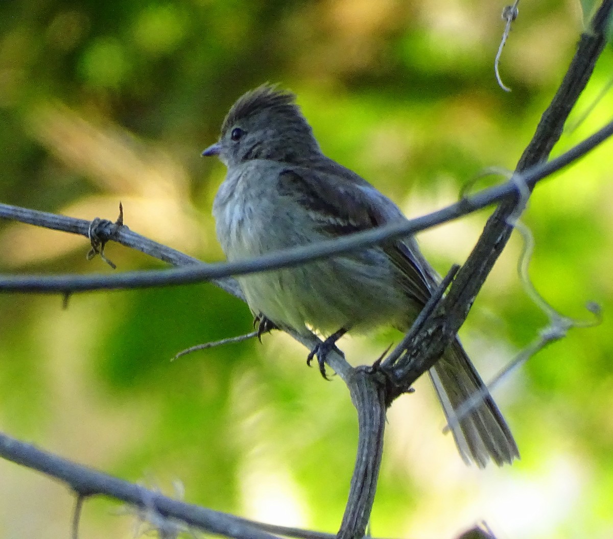 Yellow-bellied Elaenia - ML644150492