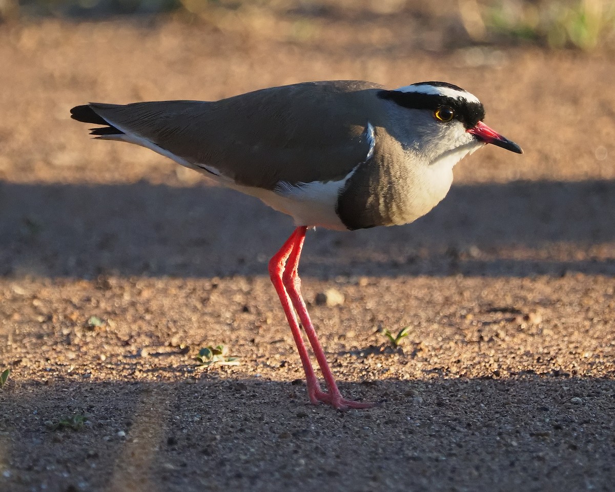 Crowned Lapwing - ML644150500