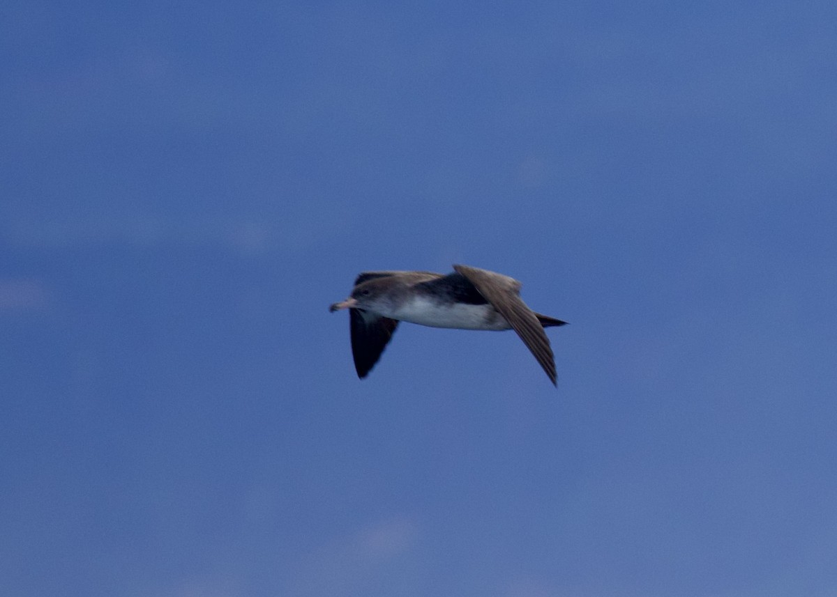 Pink-footed Shearwater - ML644150505