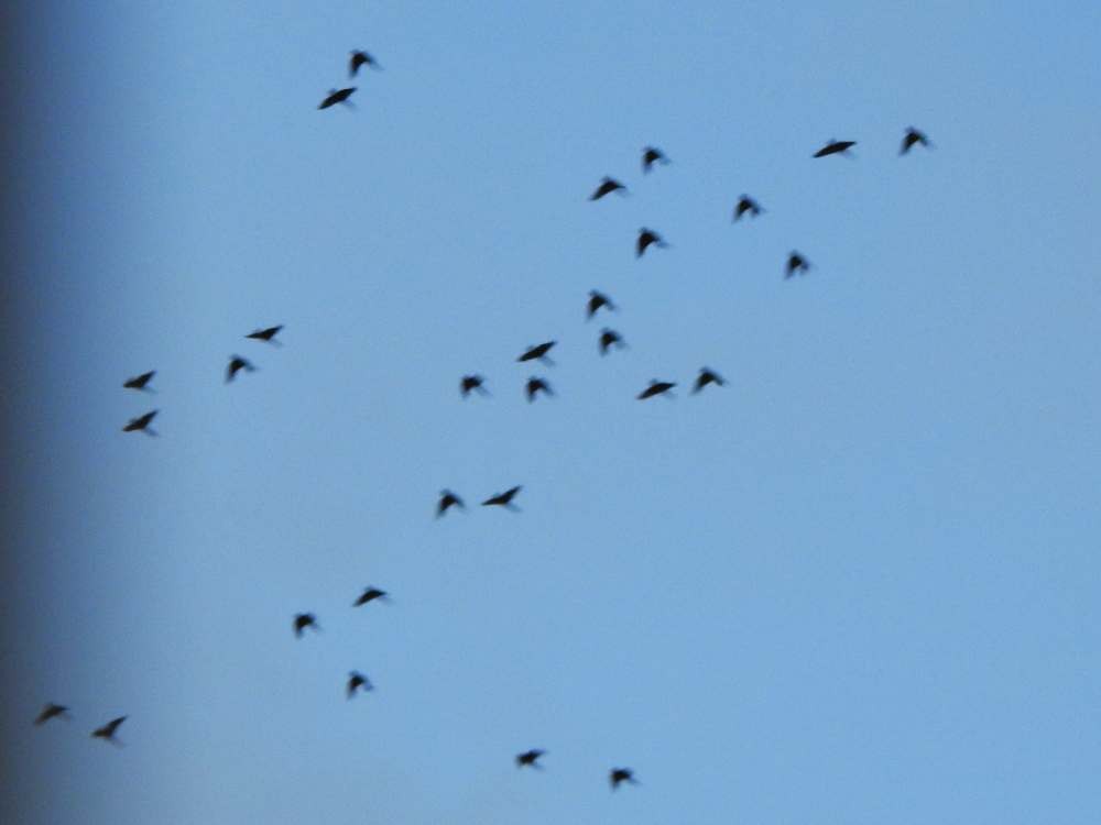 Scarlet-fronted Parakeet - ML644150508