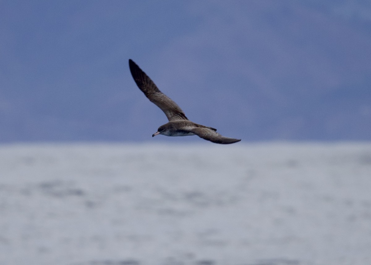 Pink-footed Shearwater - ML644150511