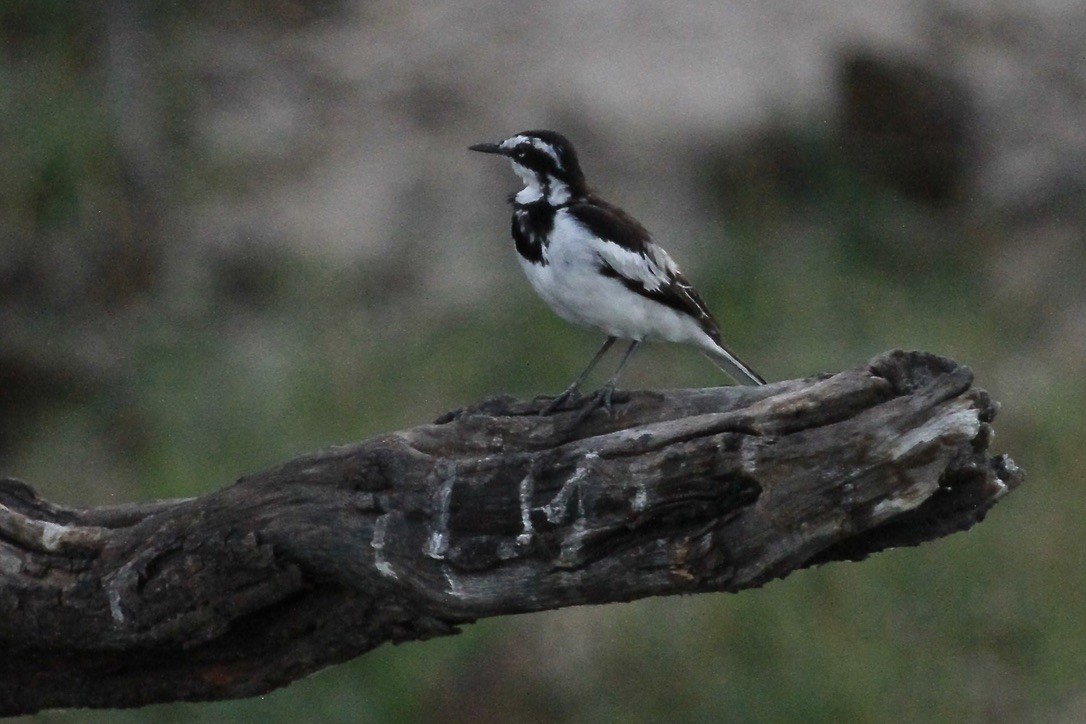 African Pied Wagtail - ML644150518