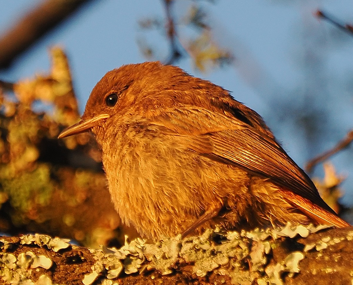 Familiar Chat - ML644150519