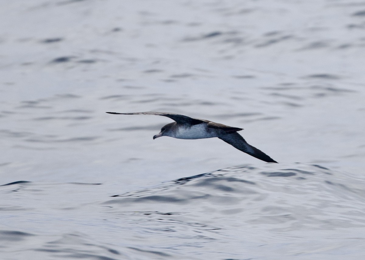 Pink-footed Shearwater - ML644150521