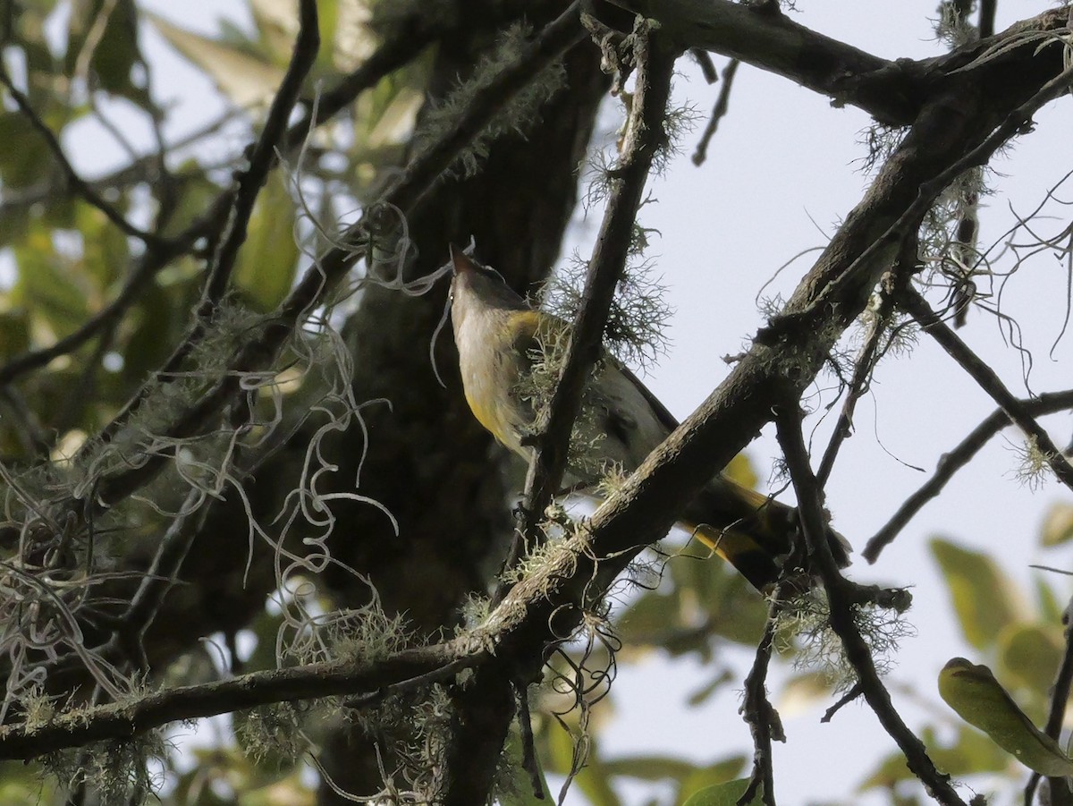 American Redstart - ML644150522