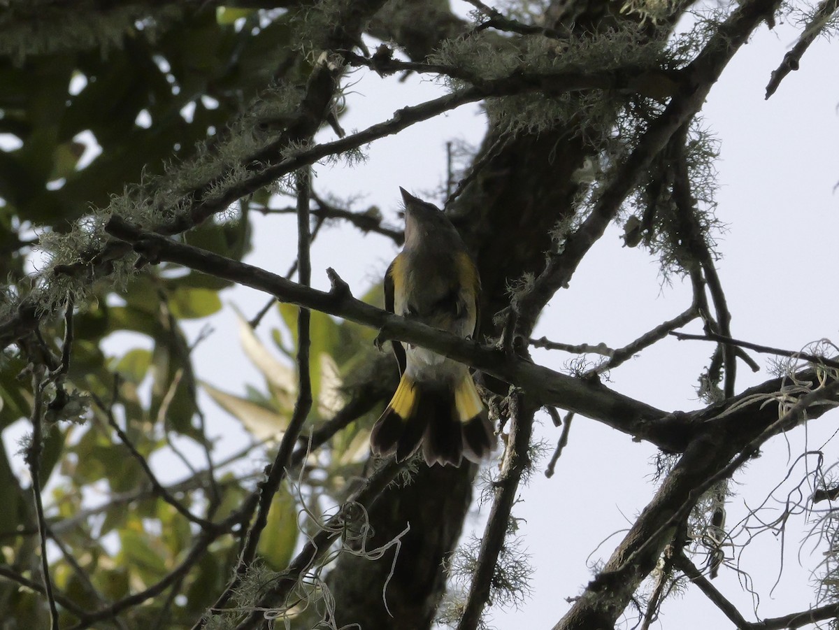 American Redstart - ML644150523