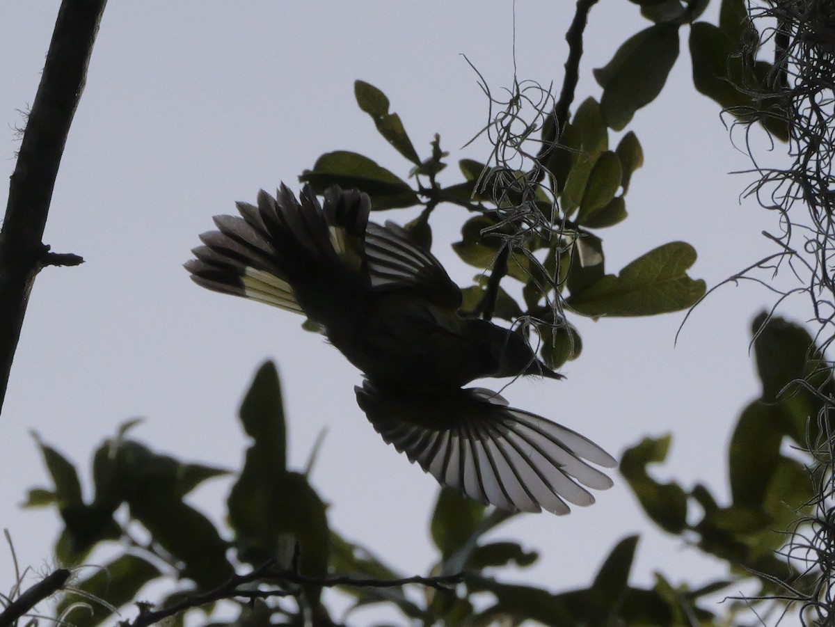 American Redstart - ML644150524