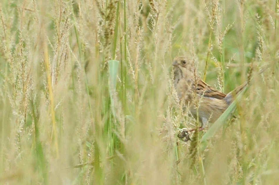 シベリアジュリン - ML644150533