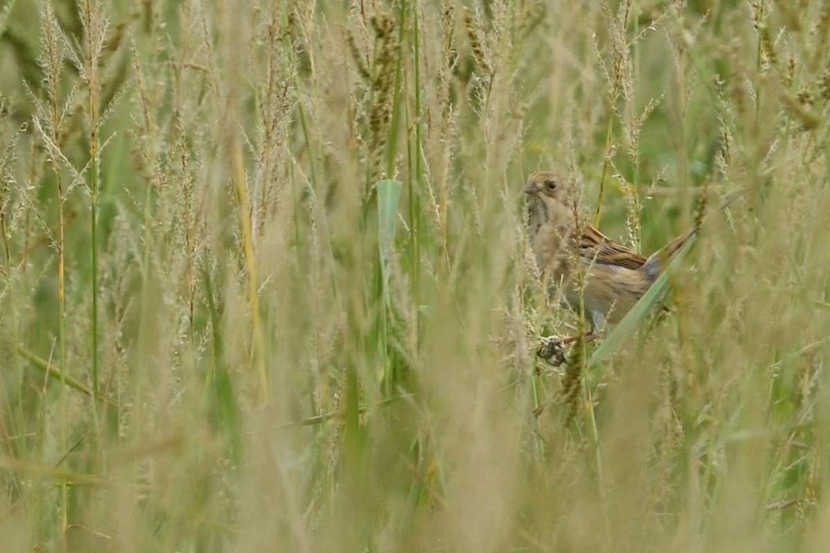 シベリアジュリン - ML644150534