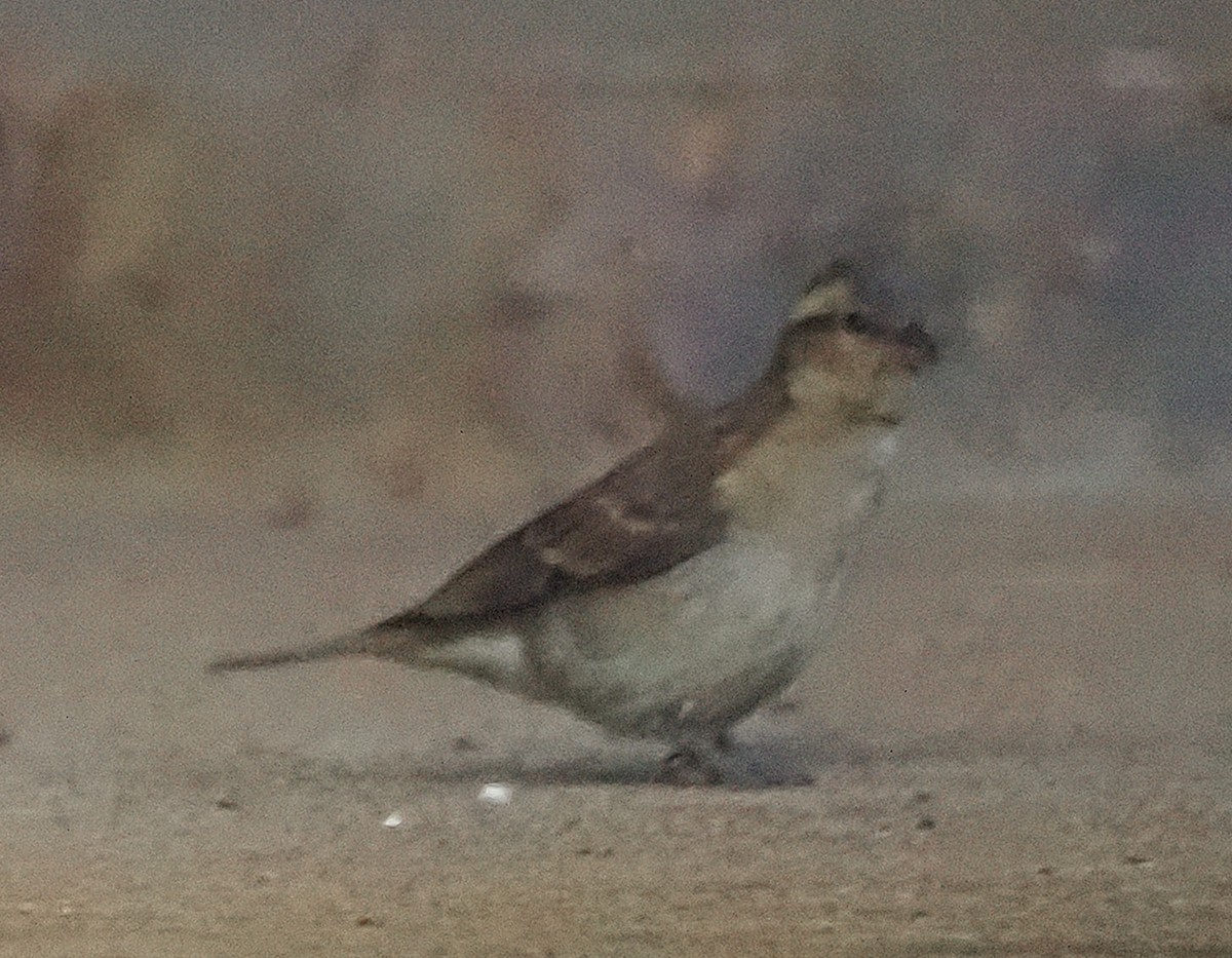 Yellow-throated Bush Sparrow - ML644150555