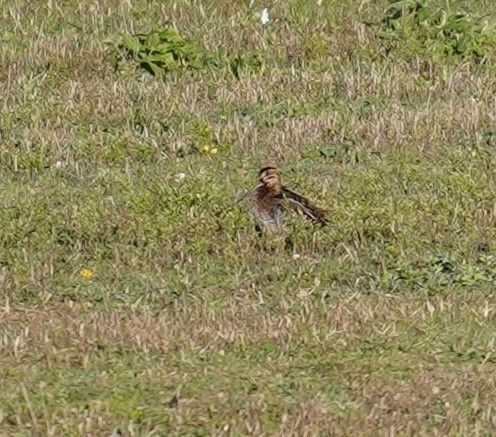 Wilson's Snipe - ML644150563