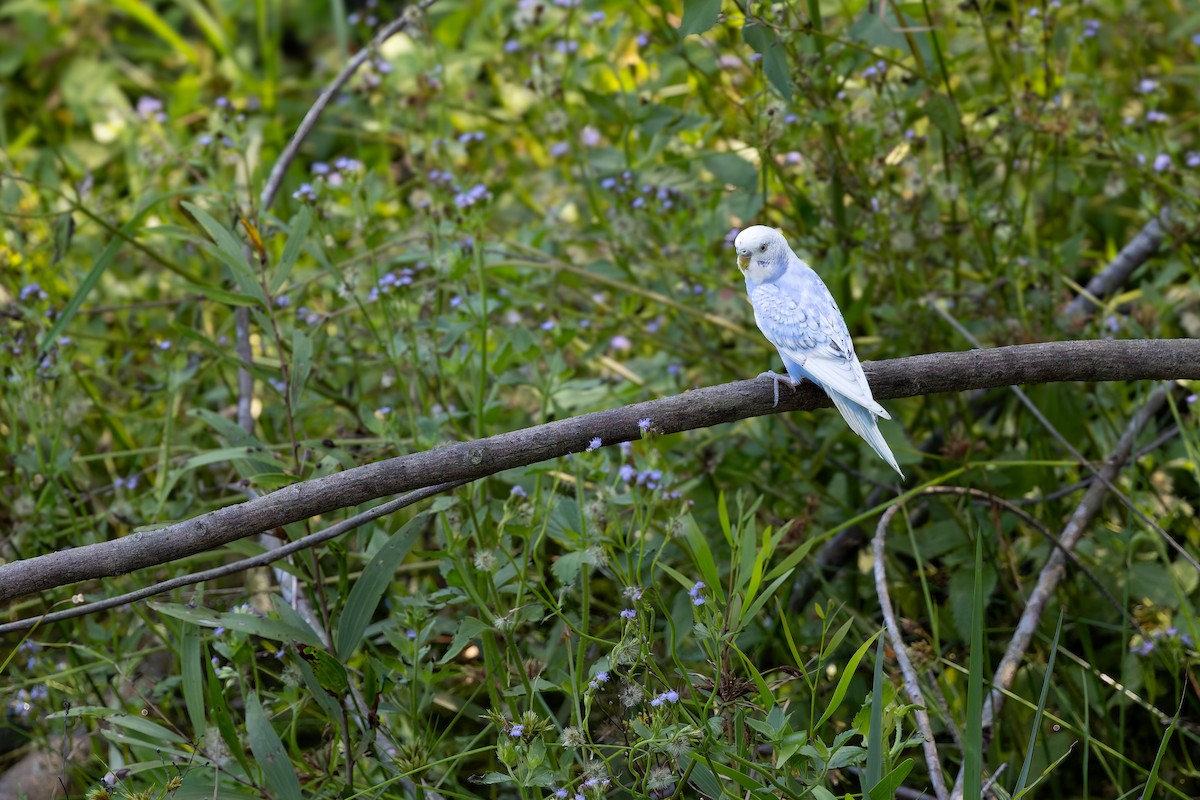 Budgerigar (Domestic type) - ML644150566