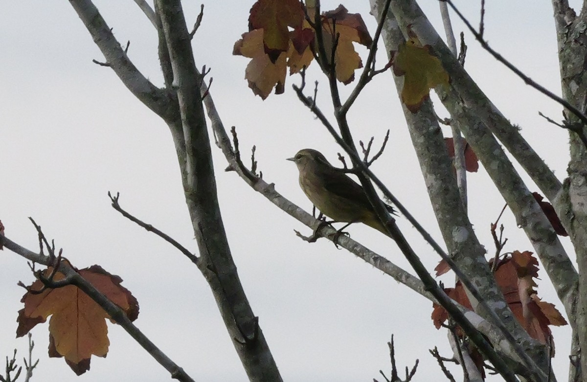 Palm Warbler (Western) - ML644150567
