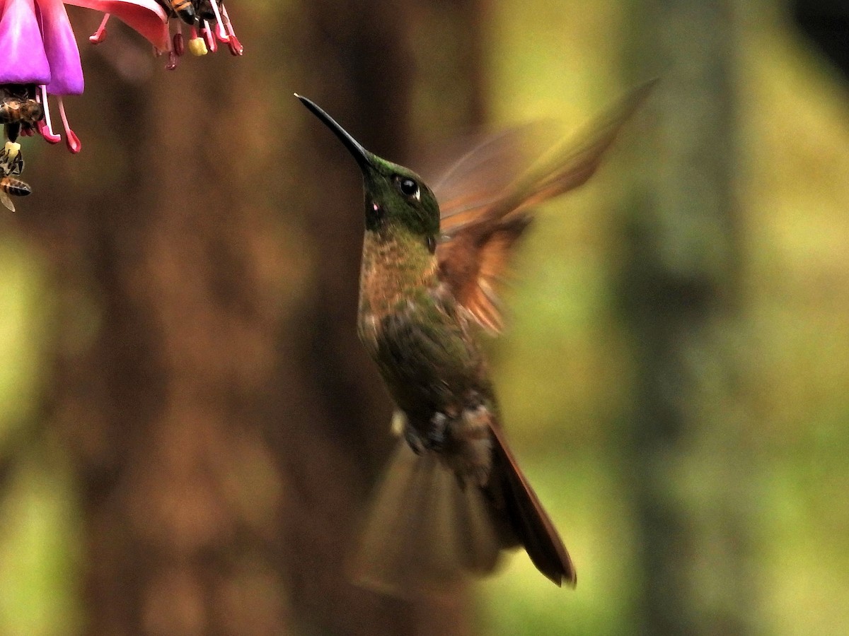Fawn-breasted Brilliant - ML644150573