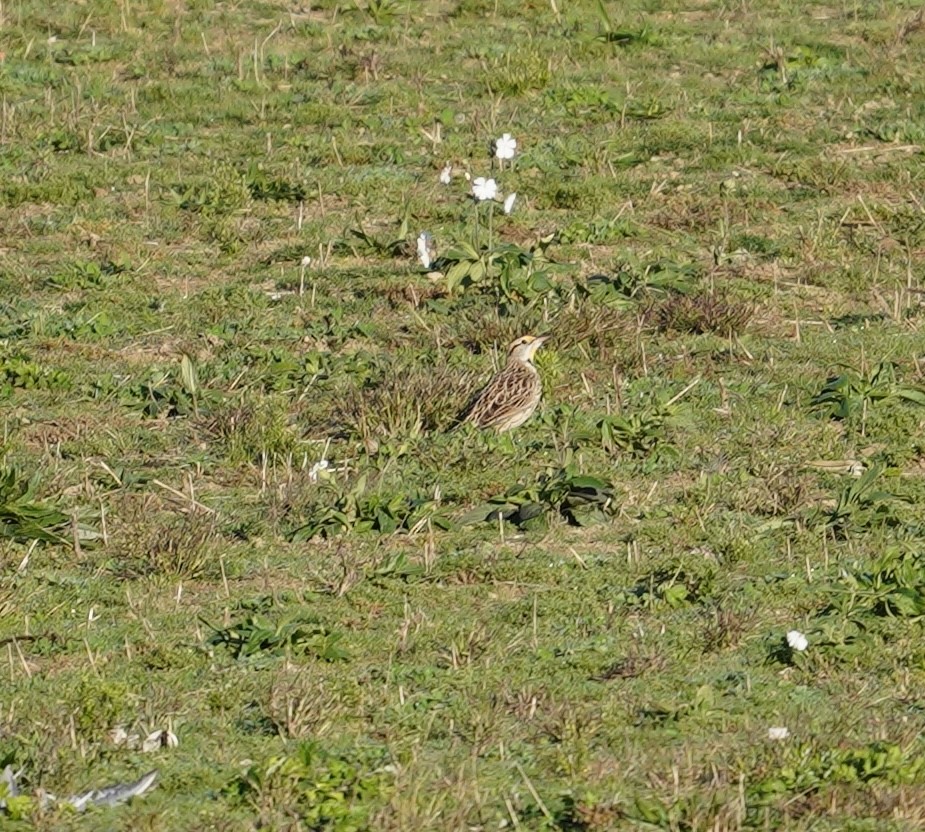 Eastern Meadowlark - ML644150575