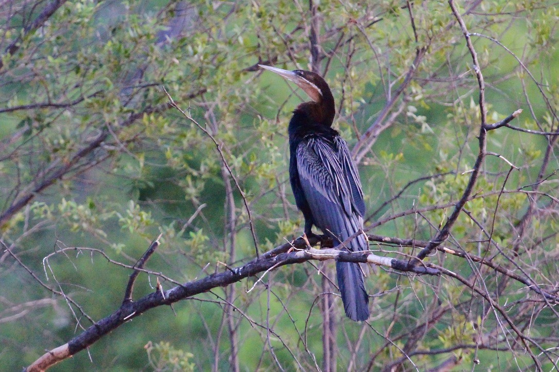 anhinga africká - ML644150590