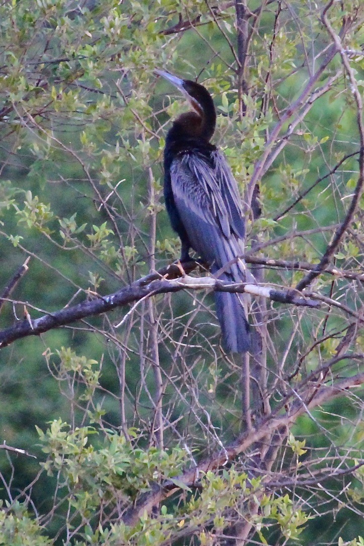 anhinga africká - ML644150591
