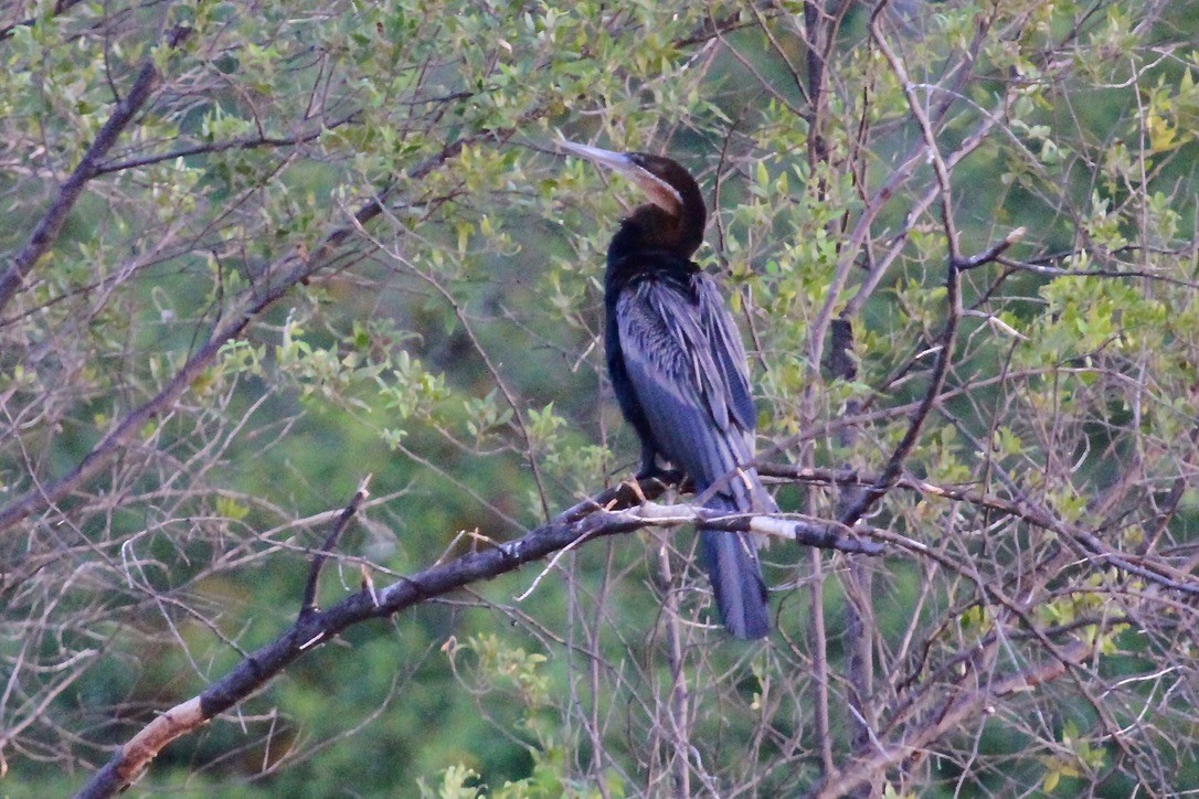 anhinga africká - ML644150592