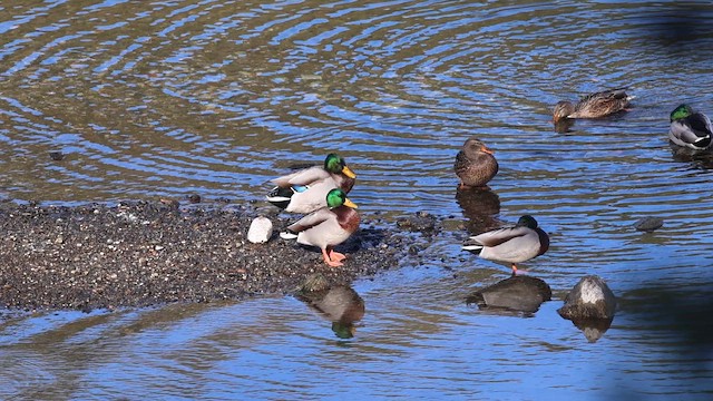 Basahatea - ML644150601