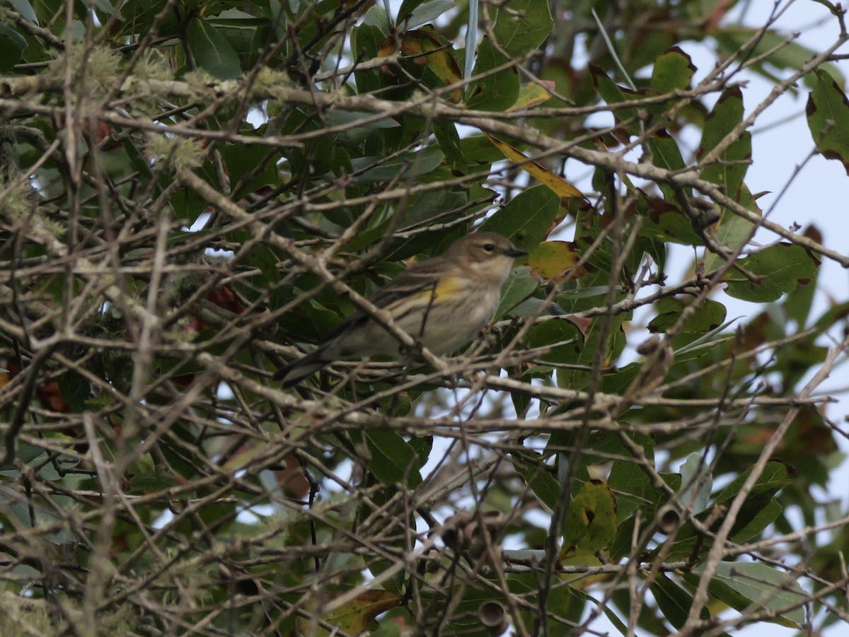 Yellow-rumped Warbler (Myrtle) - ML644150626