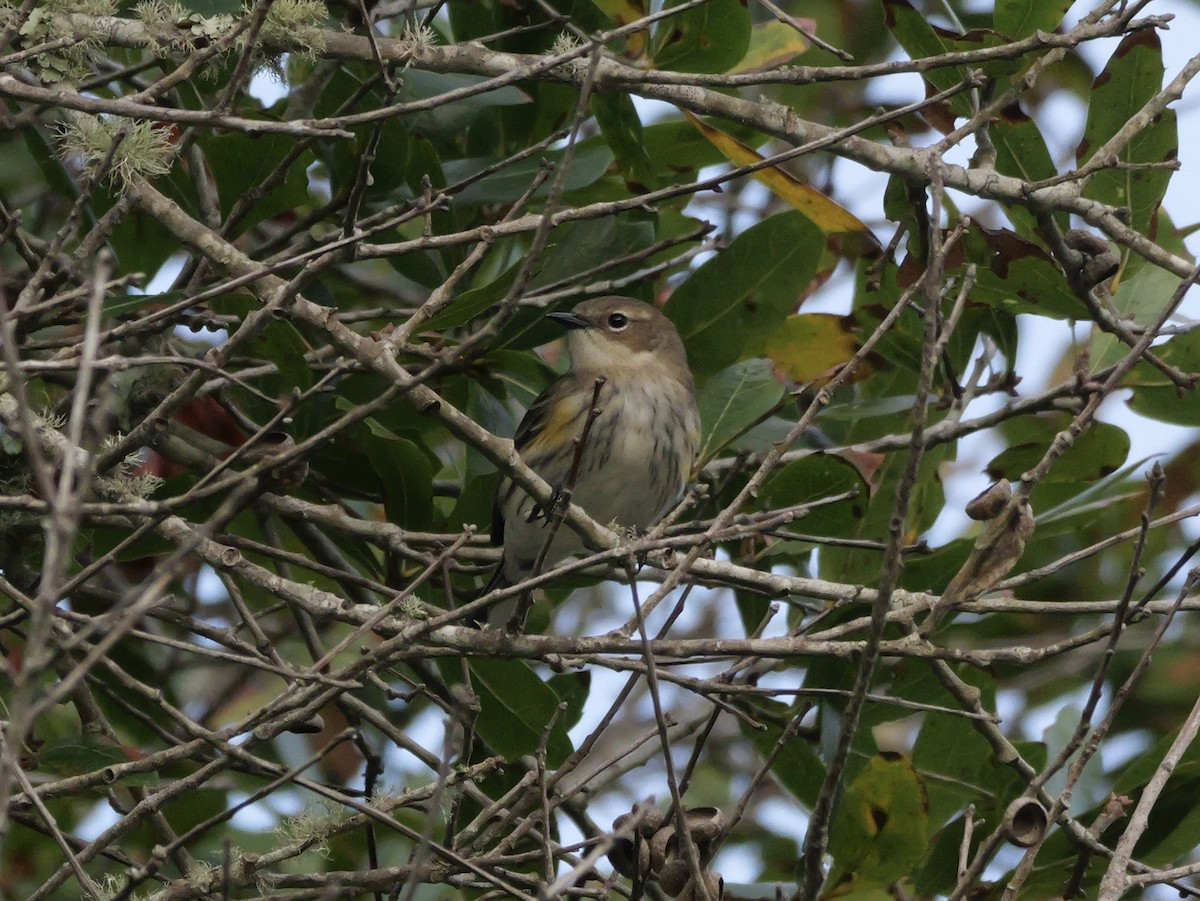 Yellow-rumped Warbler (Myrtle) - ML644150627