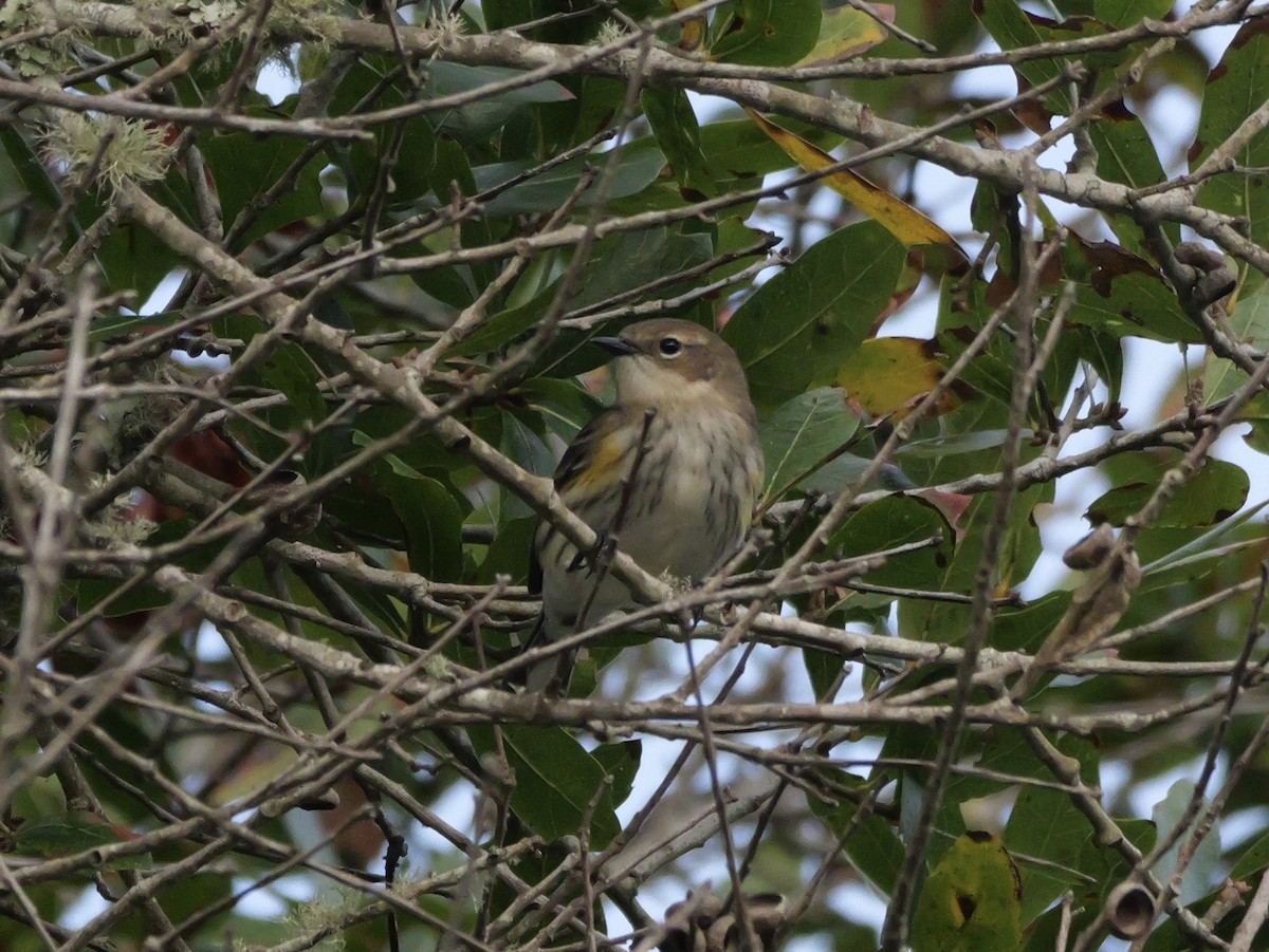 Yellow-rumped Warbler (Myrtle) - ML644150628