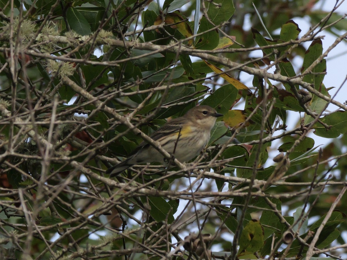 Yellow-rumped Warbler (Myrtle) - ML644150629