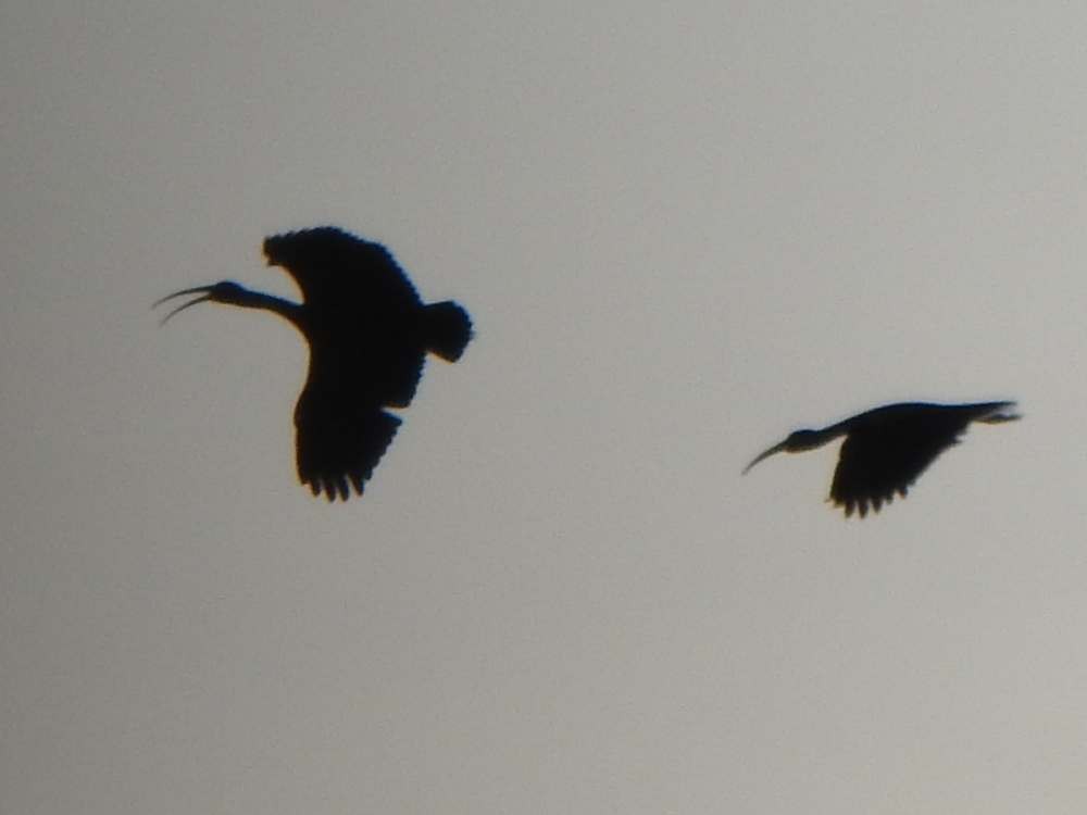 Bare-faced Ibis - ML644150633