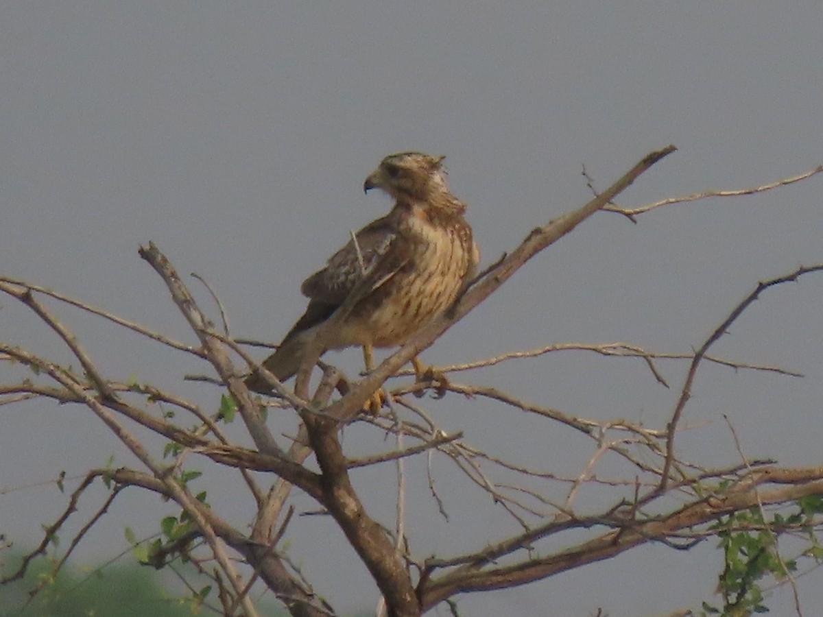 メジロサシバ - ML644150647