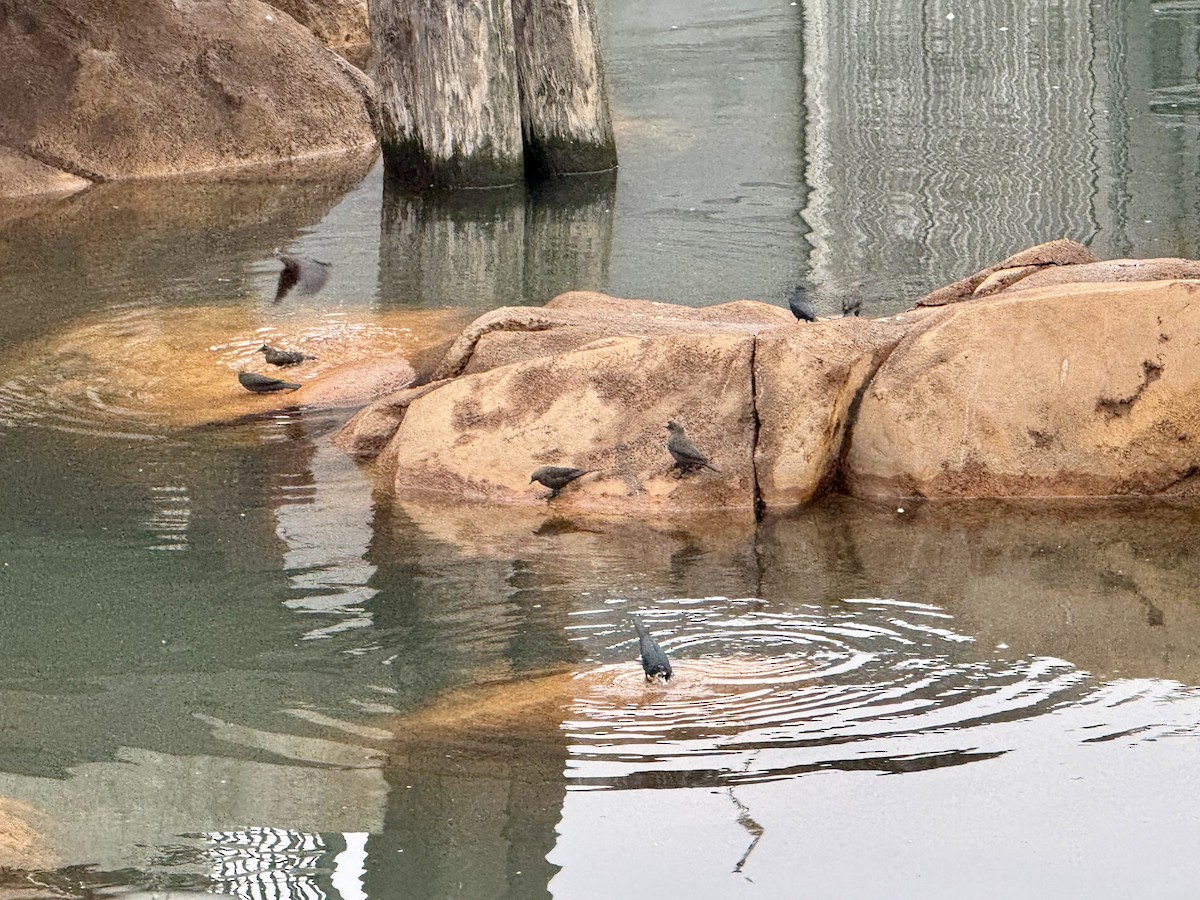 Brewer's Blackbird - ML644150656