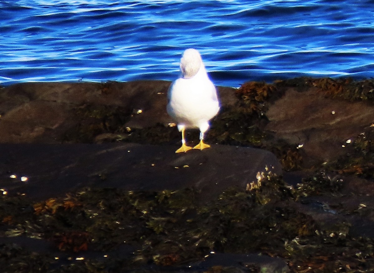 Ring-billed Gull - ML644150671