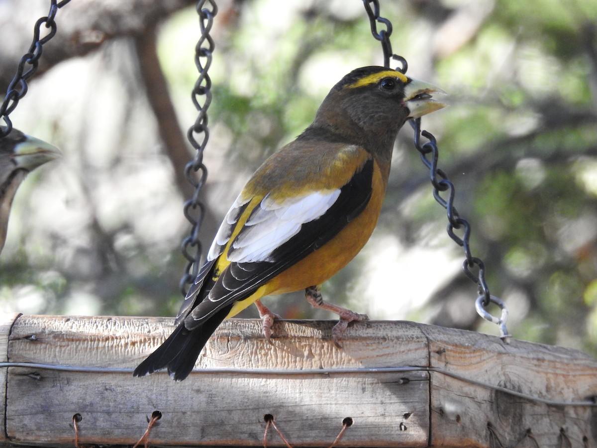 Evening Grosbeak - ML644150685