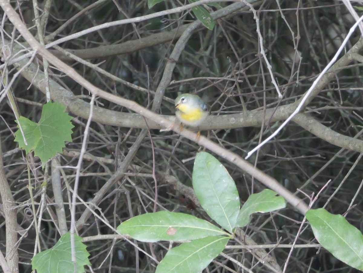 Northern Parula - ML644150686