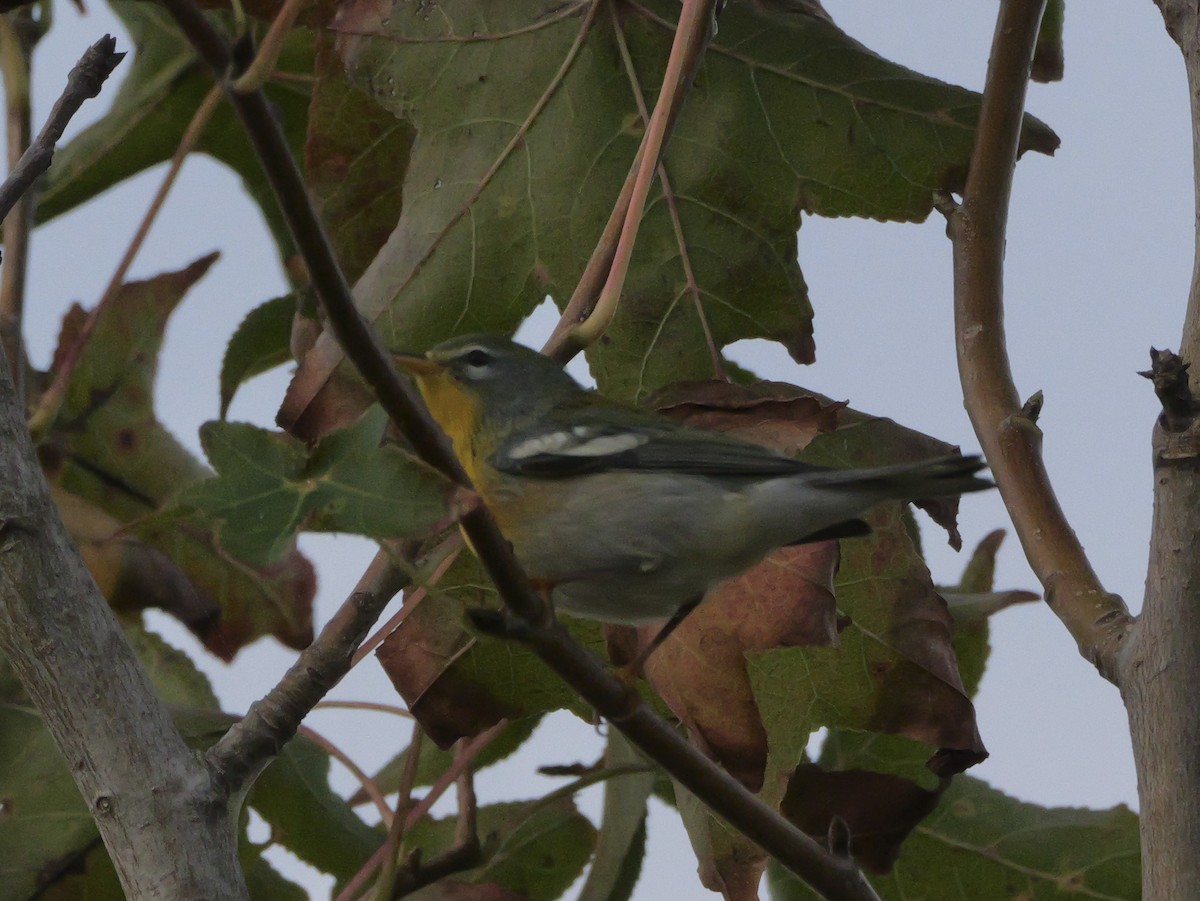 Northern Parula - ML644150687