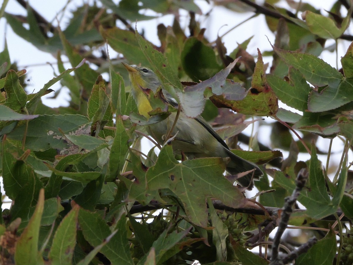 Northern Parula - ML644150688