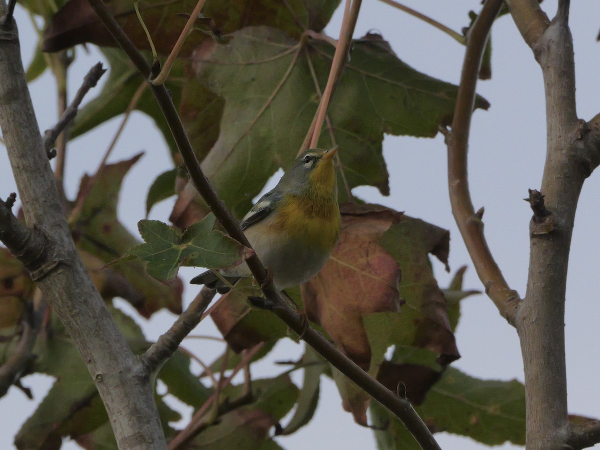 Northern Parula - ML644150689