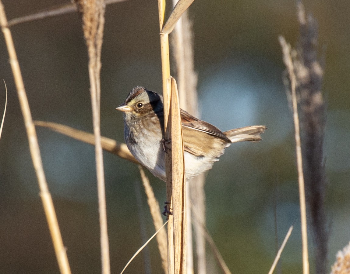 Swamp Sparrow - ML644150699