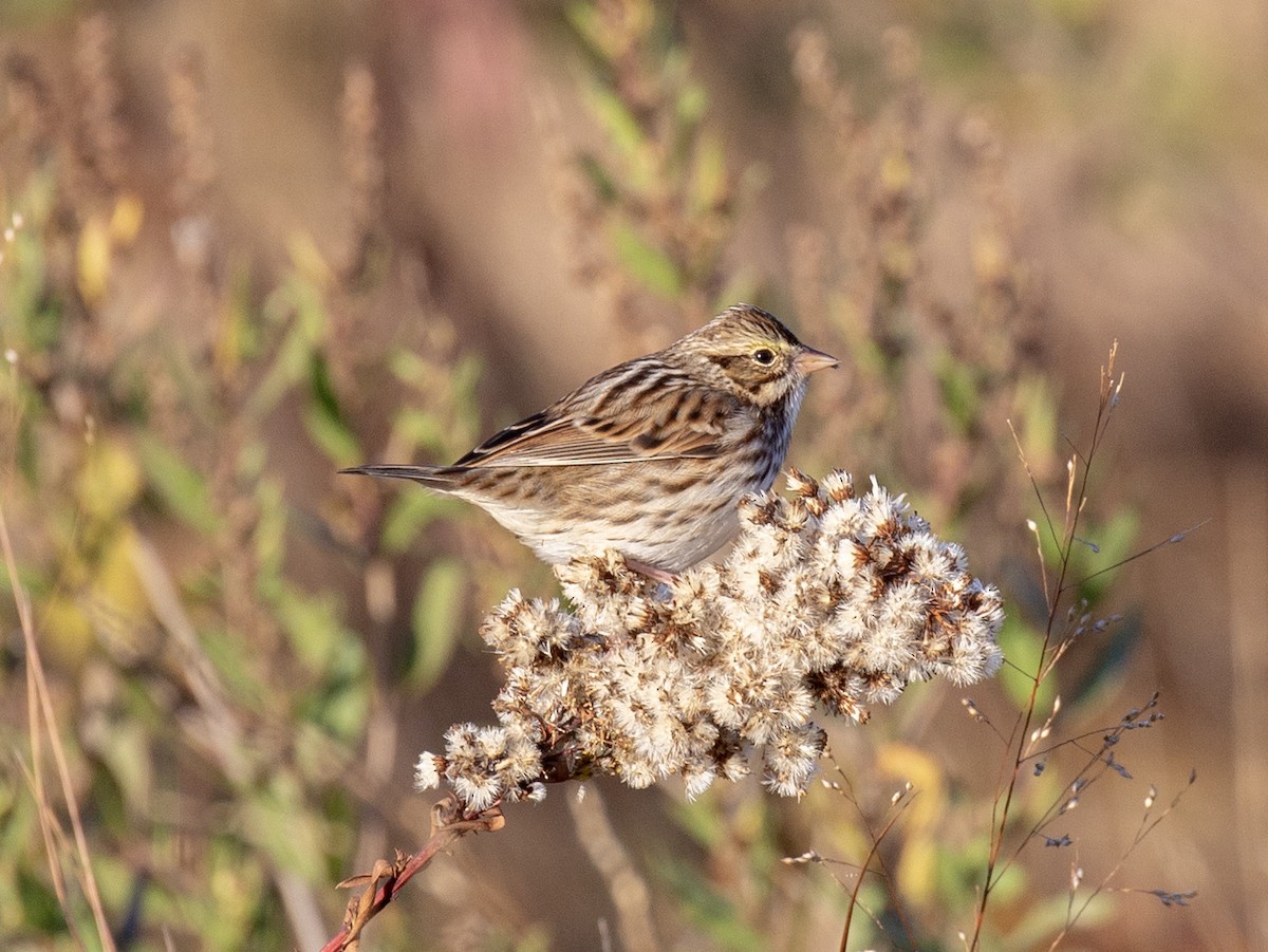 Savannah Sparrow (Savannah) - ML644150702