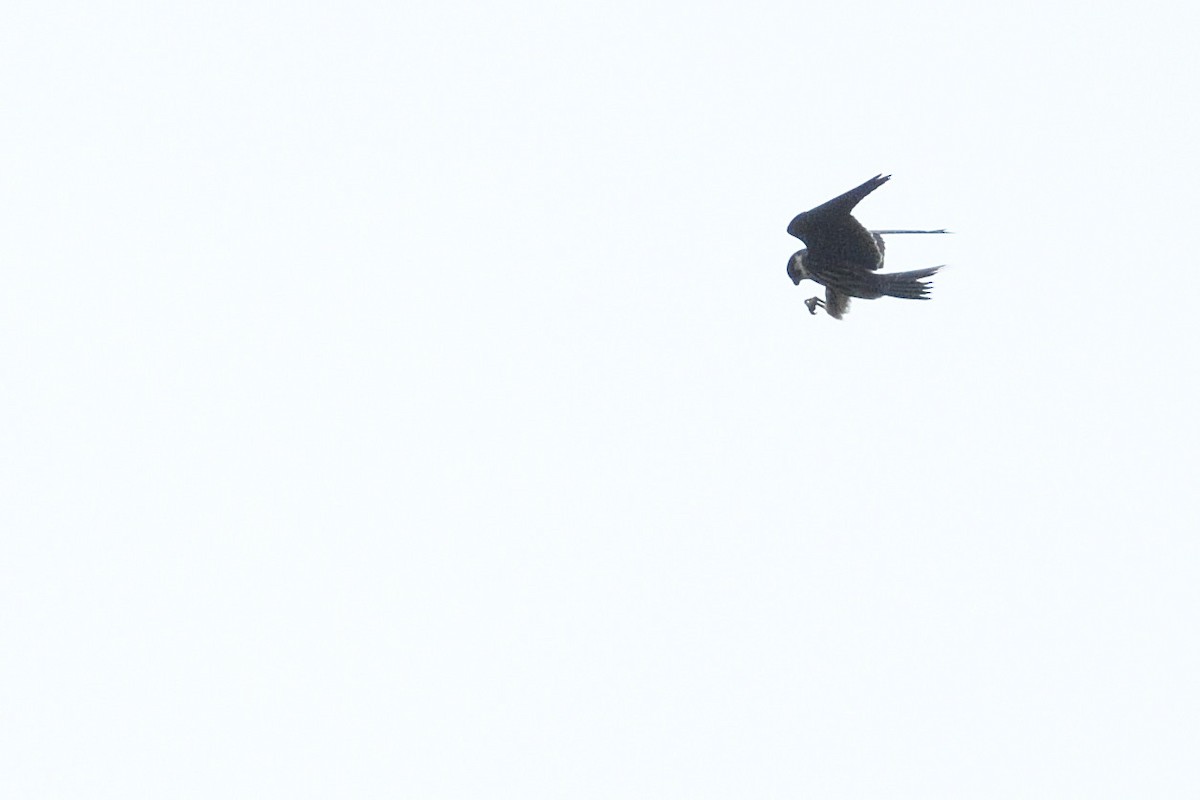 Eurasian Hobby - ML644150711