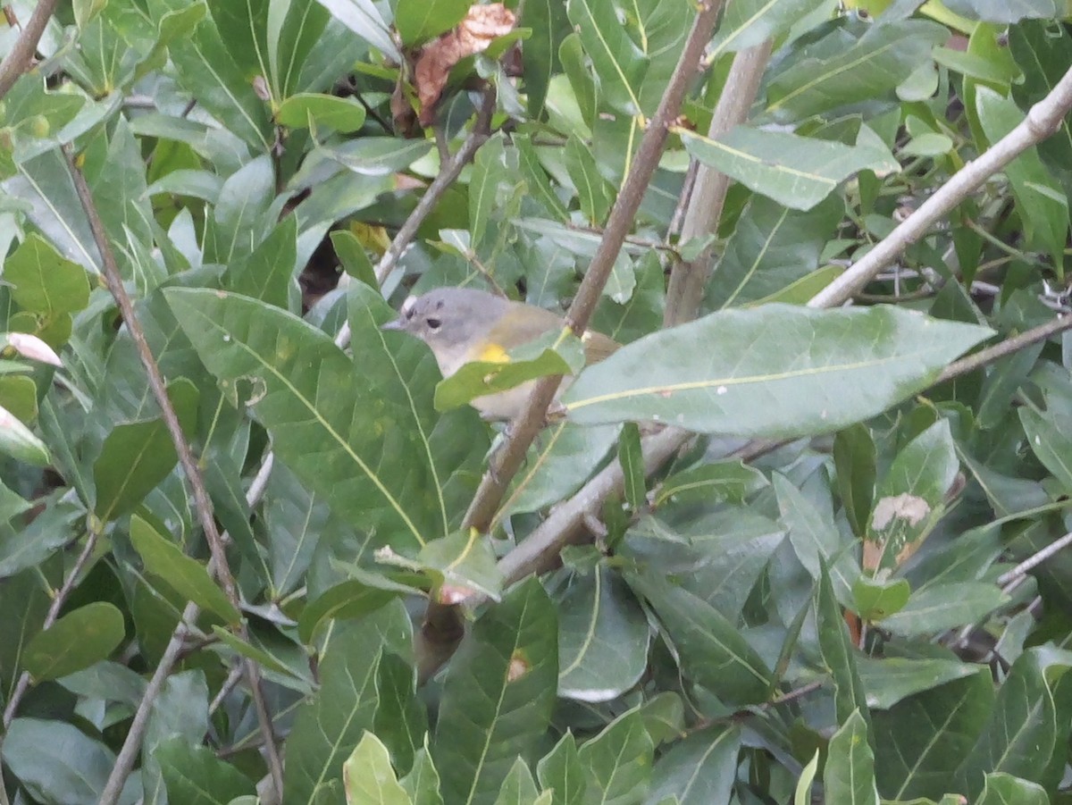 American Redstart - ML644150715