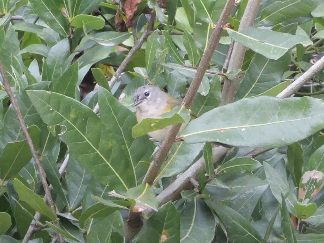 American Redstart - ML644150716